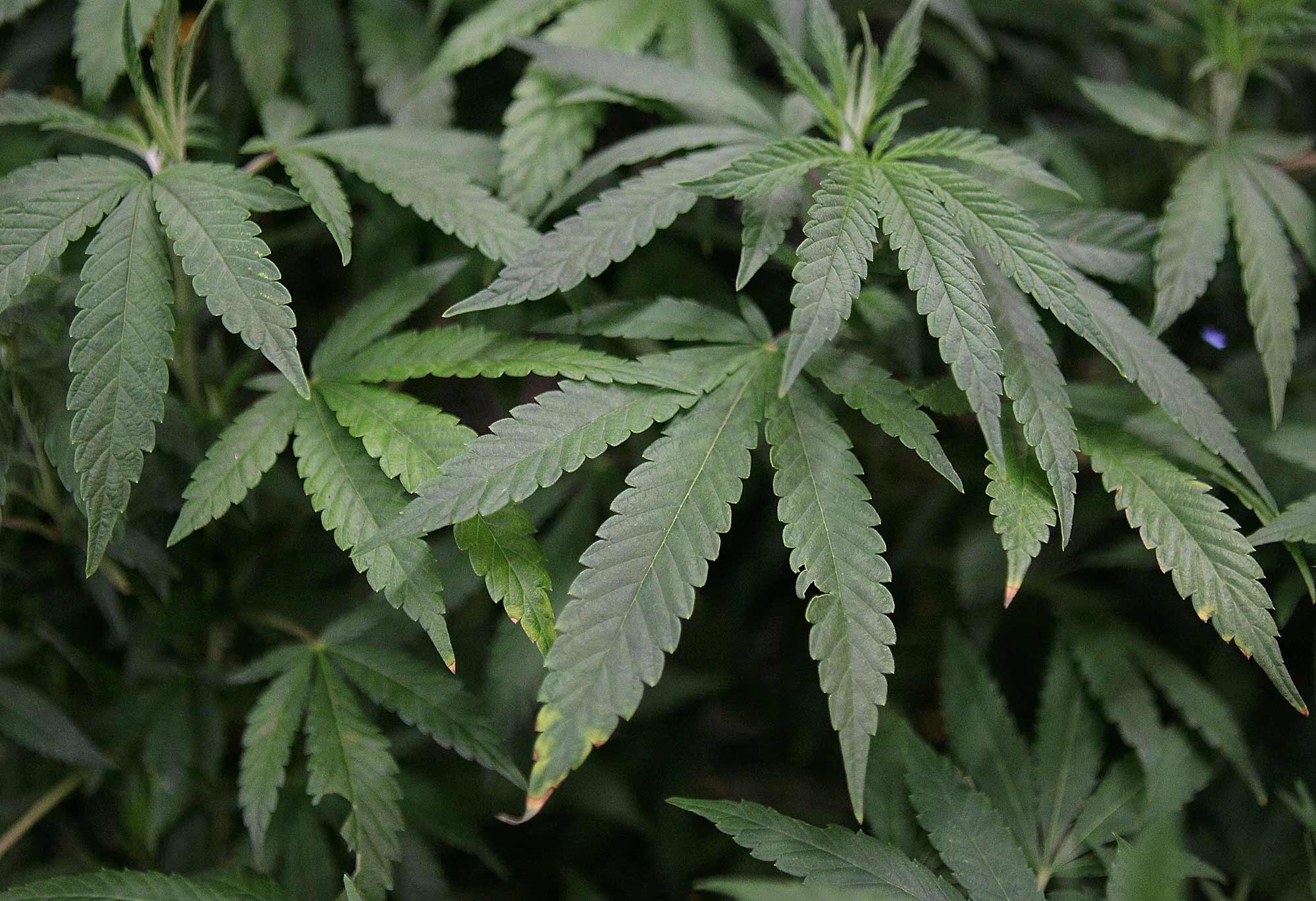 Best Afghanistan CBD Oil